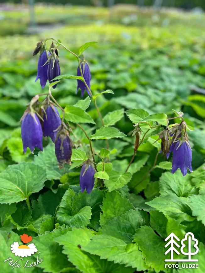 Campanula   'Sarastro'